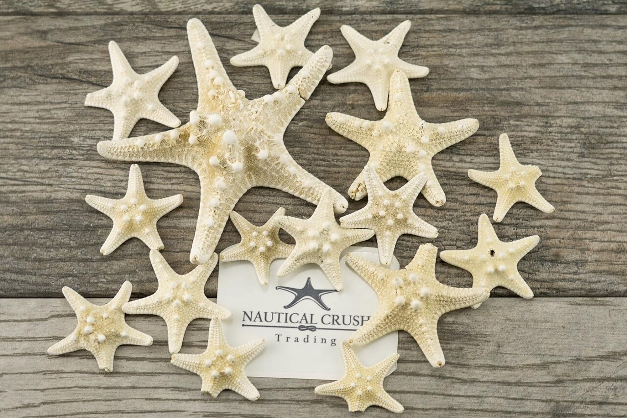 Starfish Decor 15 Uniquely Shaped Assortment Knobby Starfish 1 1/2 to 5 inch Imperfect Starfish for Craft and Decor White Starfish Wall Decor Beach Wedding Starfish Décor